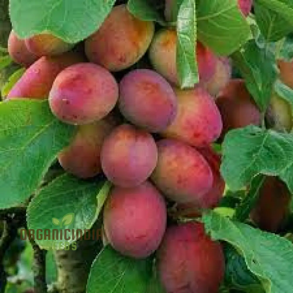 Plum Victoria Seeds – Sweet Juicy Fruit Variety for Home Garden Planting - Image 3