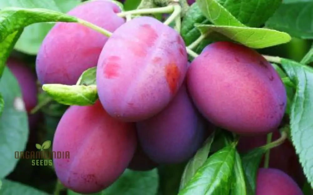 Plum Victoria Seeds – Sweet Juicy Fruit Variety for Home Garden Planting - Image 5