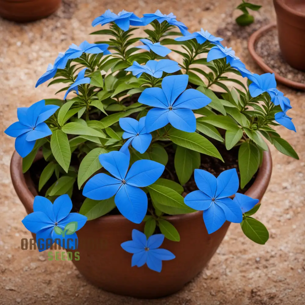 Plumbago Seeds – Blue Garden Blooms for Easy Outdoor Planting