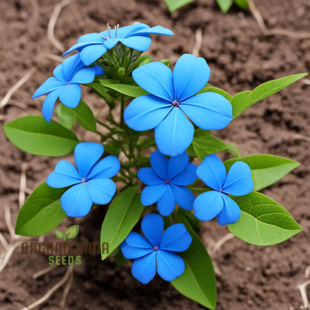 Plumbago Seeds – Blue Garden Blooms for Easy Outdoor Planting - Image 3