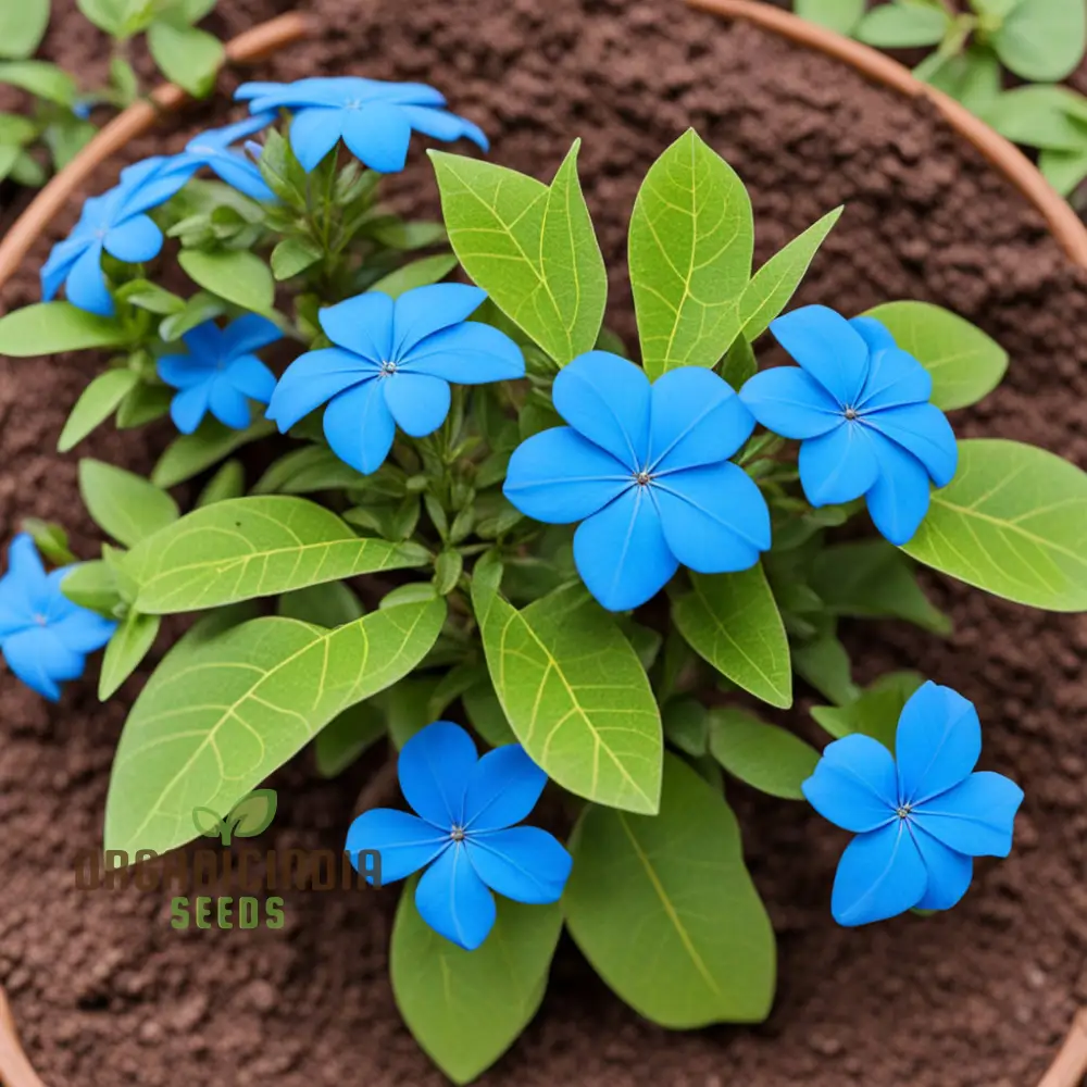 Plumbago Seeds – Blue Garden Blooms for Easy Outdoor Planting - Image 4