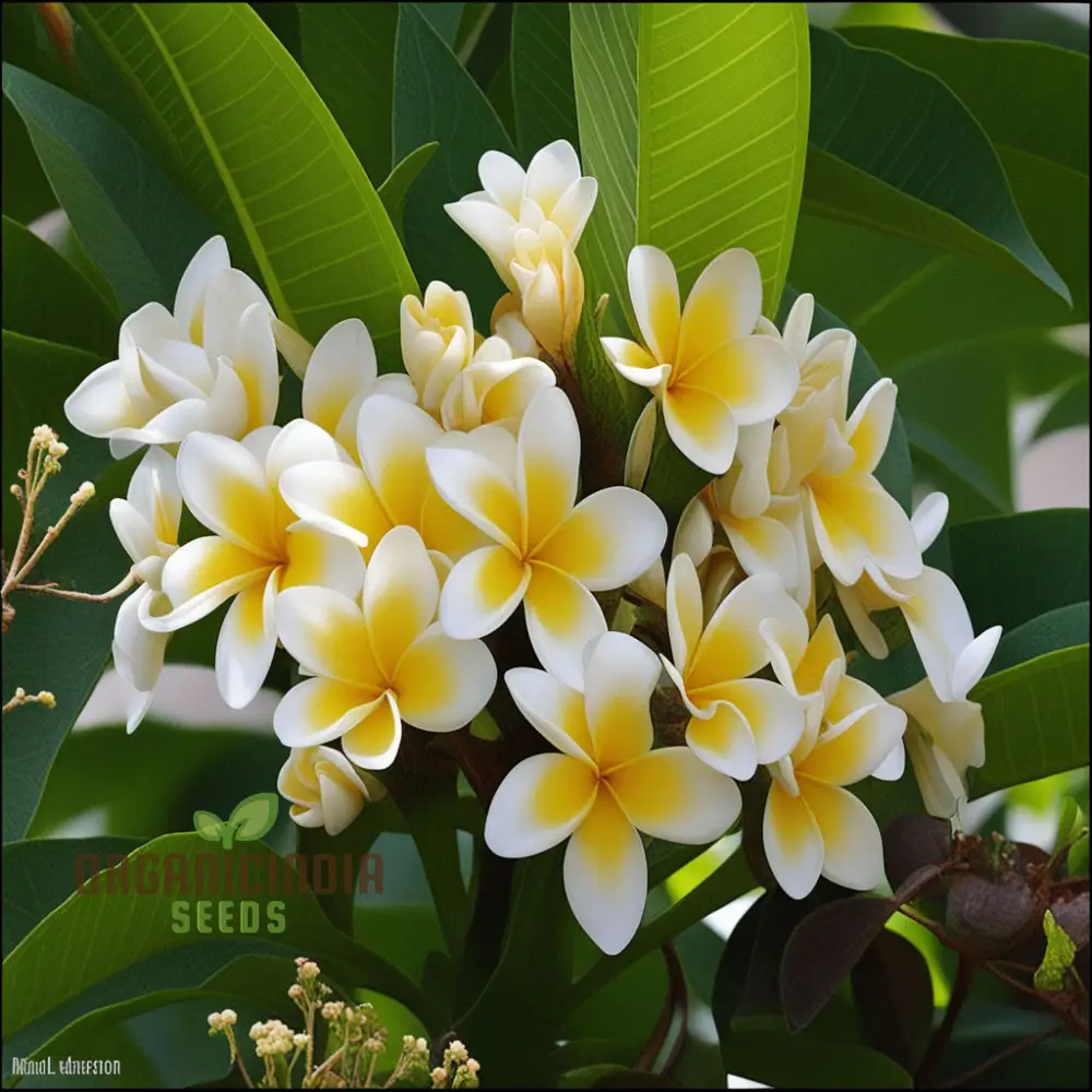 Plumeria Rubra Flower Seeds, Exotic Blooms for Stunning Garden Displays, Premium Flower Seeds for Planting and Gardening