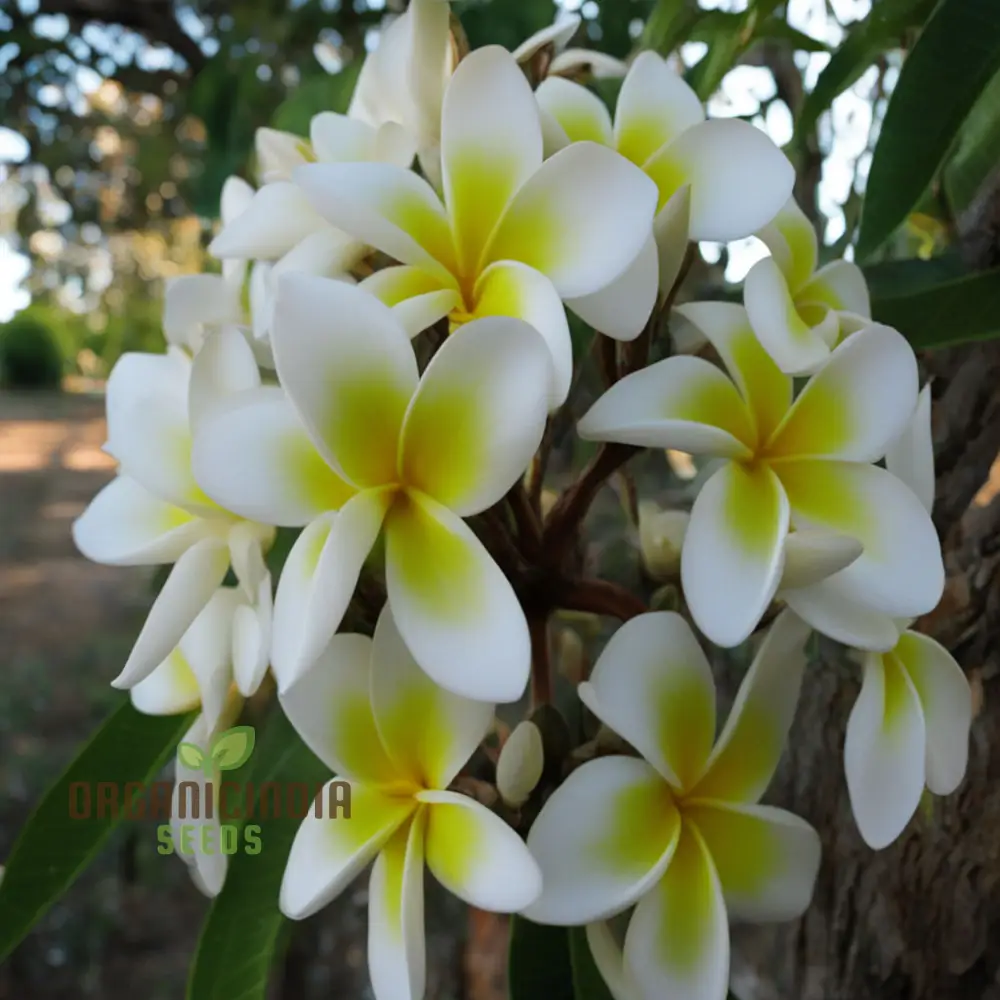 Plumeria Rubra Flower Seeds, Exotic Blooms for Stunning Garden Displays, Premium Flower Seeds for Planting and Gardening - Image 3