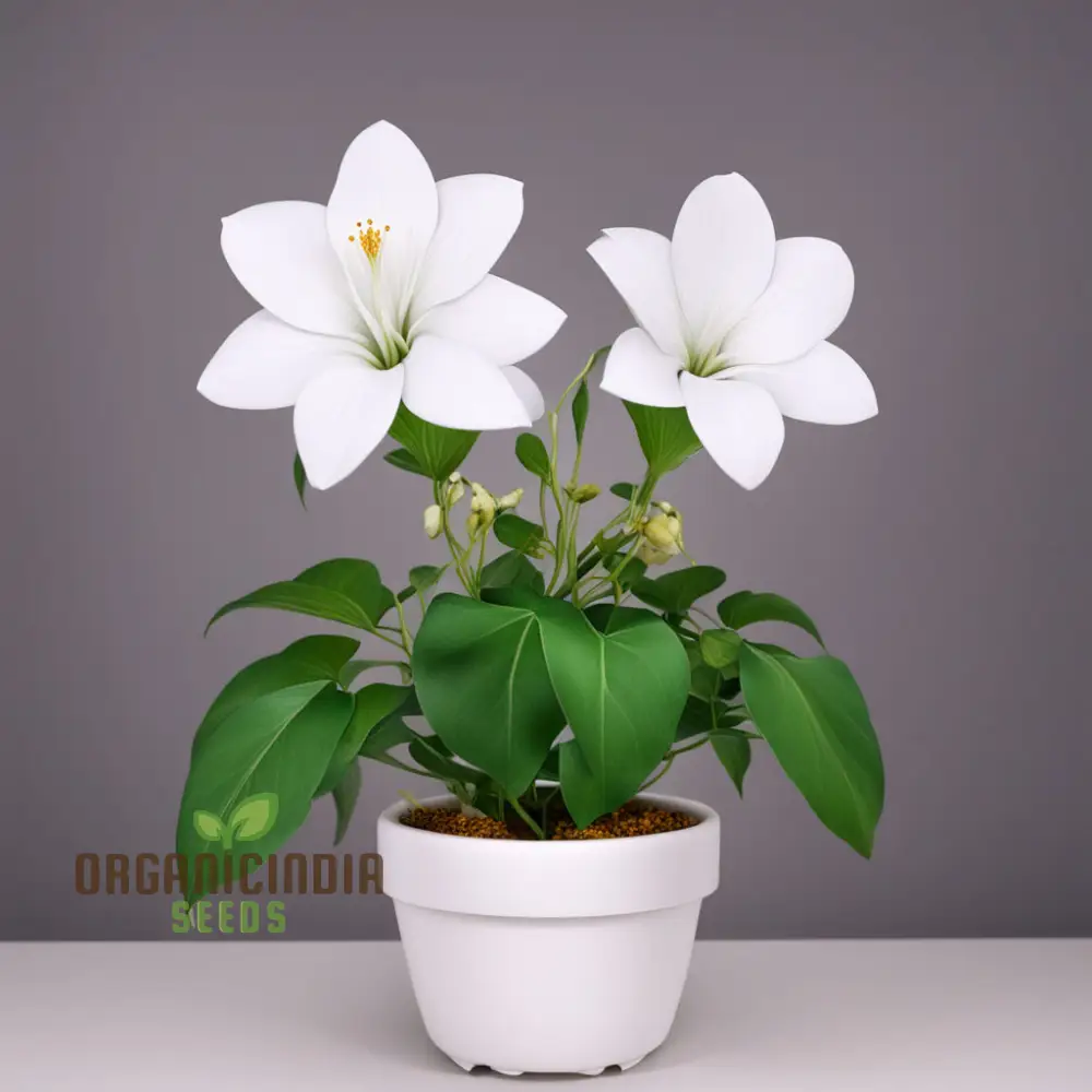 Plumeria Rubra Flower Seeds, Exotic Blooms for Stunning Garden Displays, Premium Flower Seeds for Planting and Gardening - Image 4