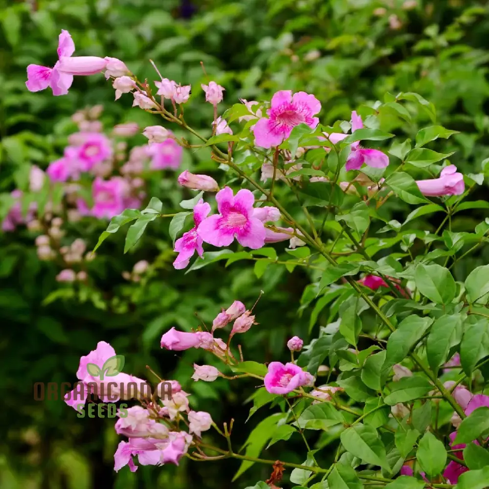 Podranea Ricasoliana Seeds for Lush Greenery and Beautiful Blooms â€“ Perfect for Your Gardening Adventures!