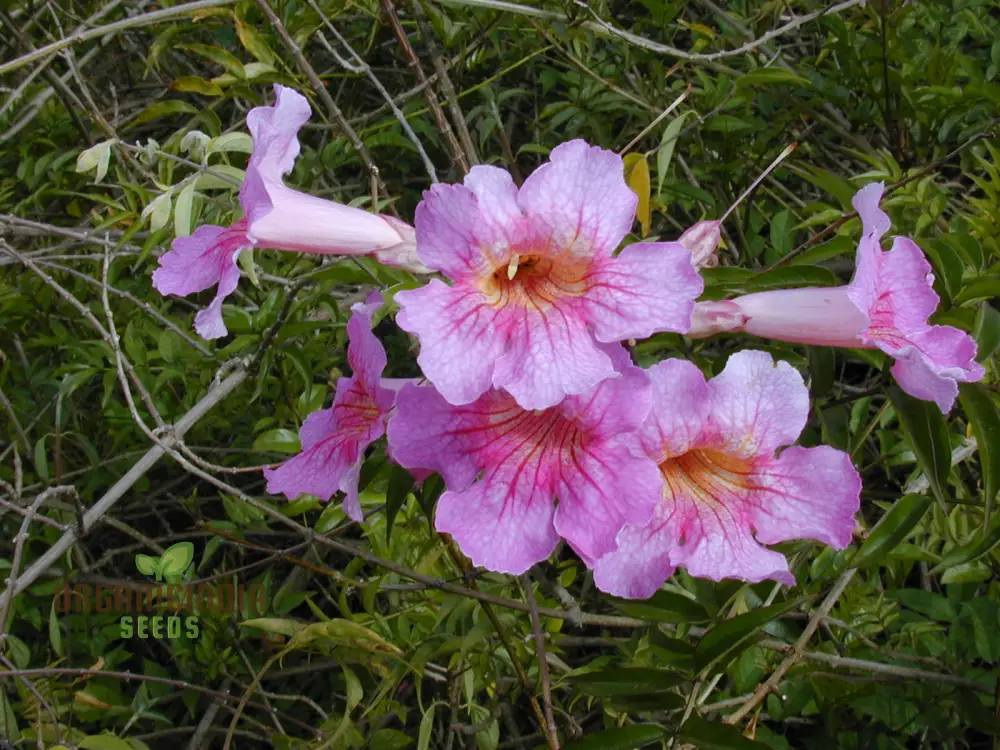 Podranea Ricasoliana Seeds for Lush Greenery and Beautiful Blooms â€“ Perfect for Your Gardening Adventures! - Image 3