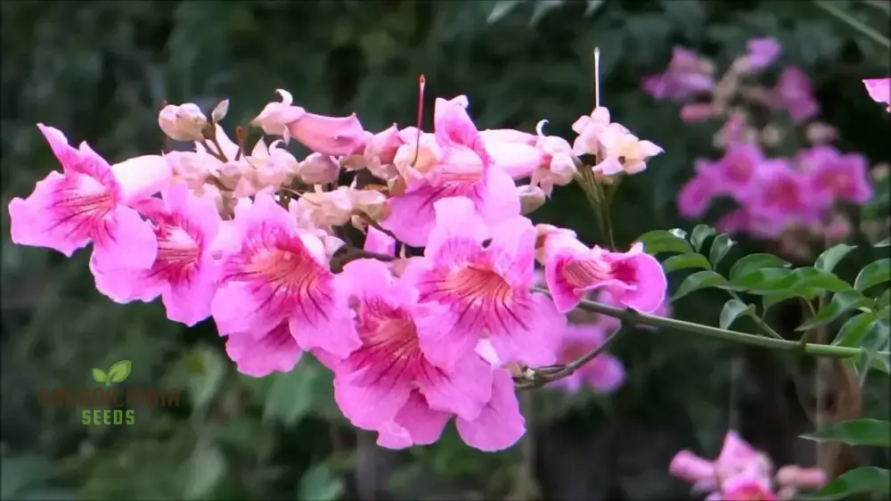 Podranea Ricasoliana Seeds for Lush Greenery and Beautiful Blooms â€“ Perfect for Your Gardening Adventures! - Image 4