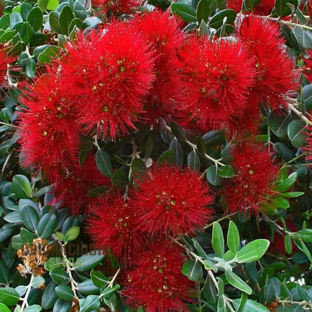Pohutukawa Seeds for Planting,Elevate Your Gardening Experience with Stunning Blooms
