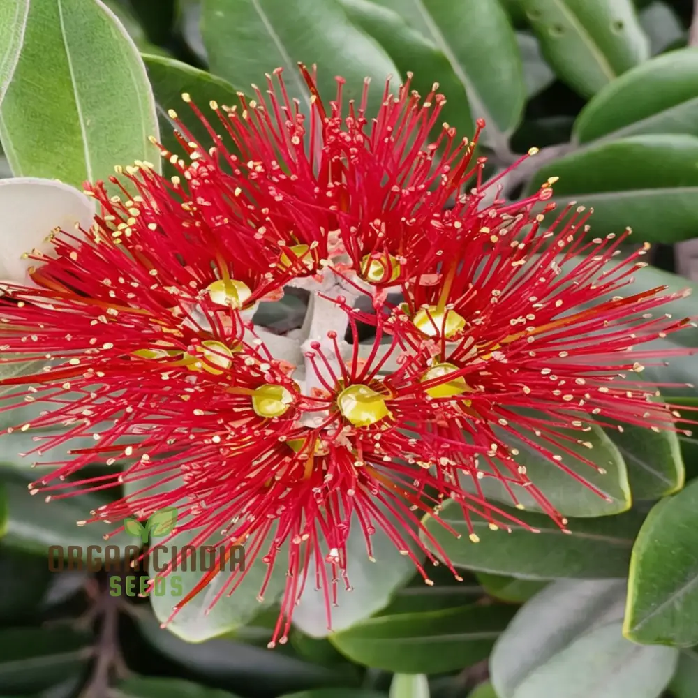Pohutukawa Seeds for Planting,Elevate Your Gardening Experience with Stunning Blooms - Image 3