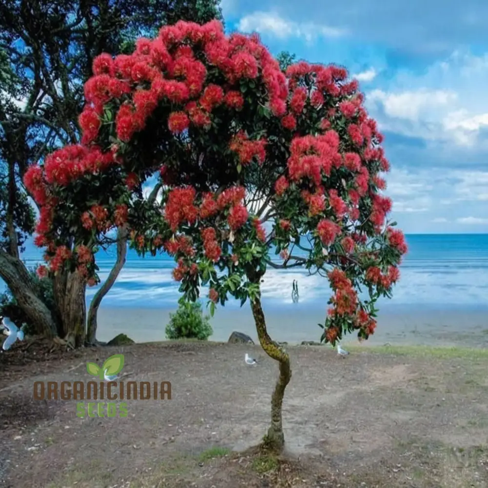 Pohutukawa Seeds for Planting,Elevate Your Gardening Experience with Stunning Blooms - Image 4