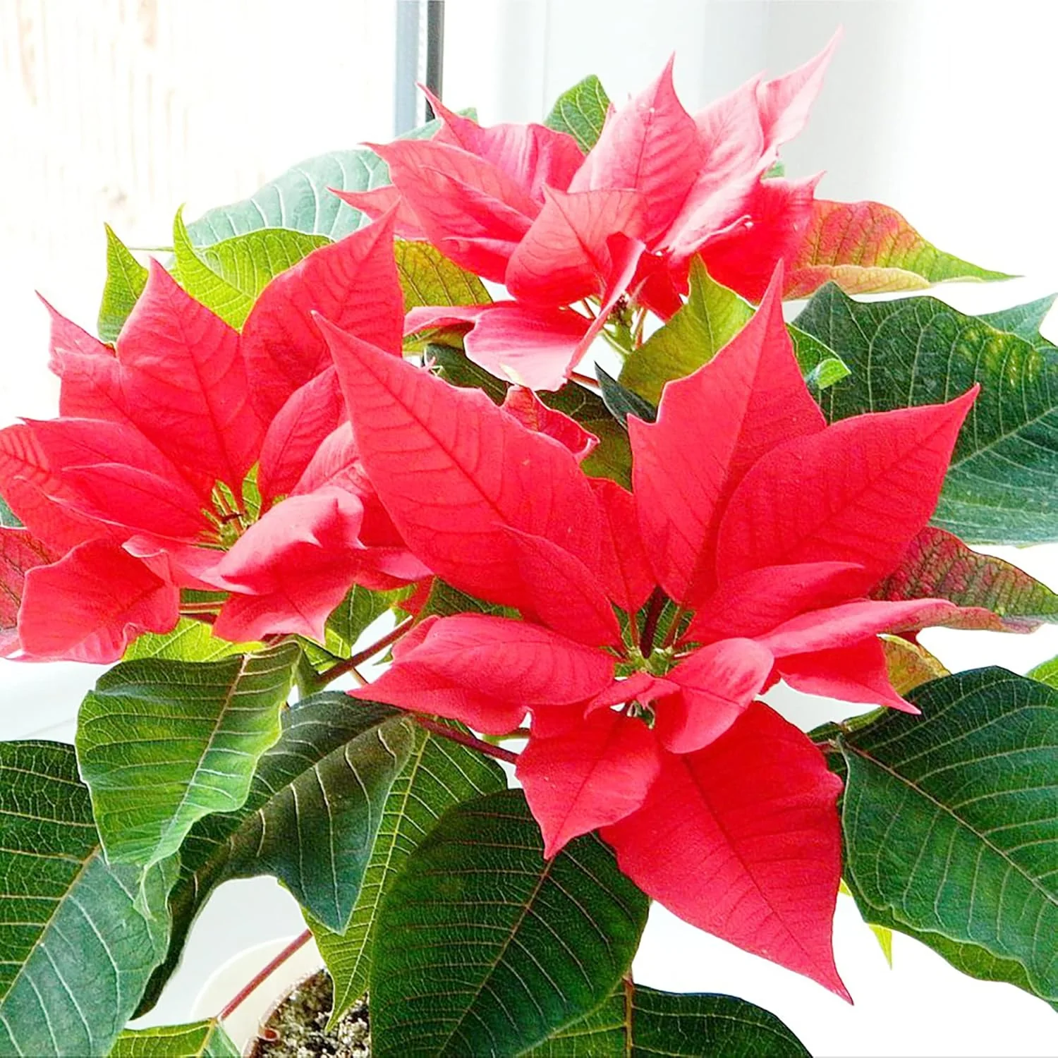 Poinsettia Christmas Star Seeds – Drought-Tolerant Perennial Shrub for Landscapes & Containers - Image 4