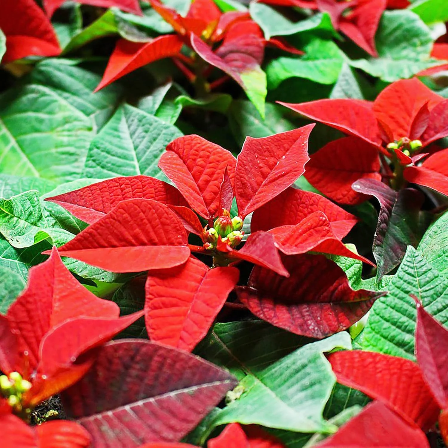 Poinsettia Christmas Star Seeds – Drought-Tolerant Perennial Shrub for Landscapes & Containers - Image 5