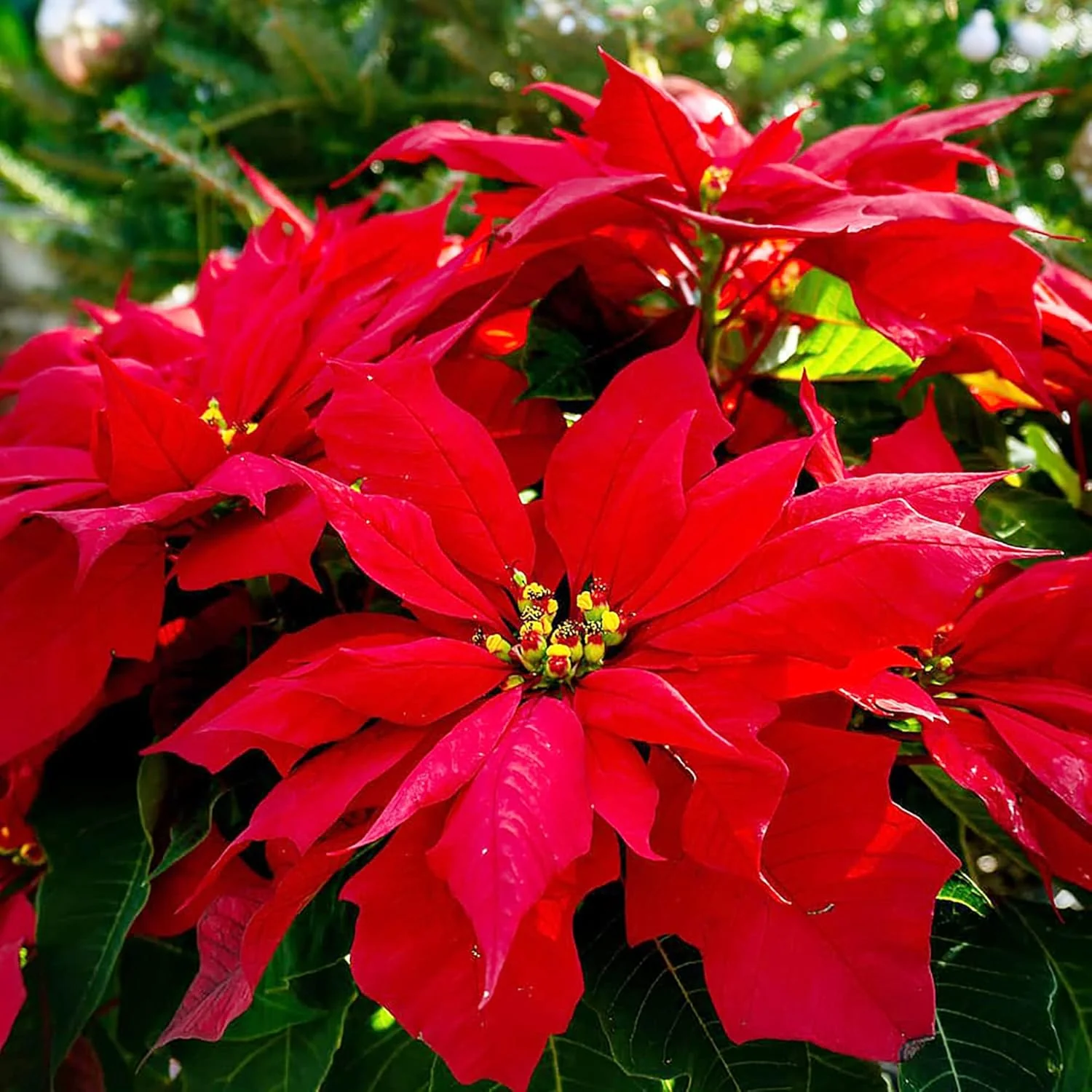 Poinsettia Seeds - Christmas Star Perennial, Drought-Tolerant, Ideal for Landscape, Hedges, Screens, Patio, Indoor & Outdoor Container - 100 Pcs - Image 5