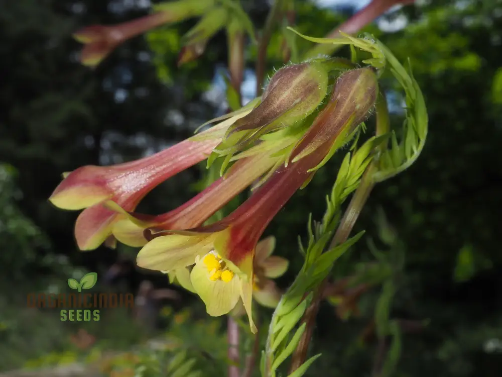 Polemonium Pauciflorum 'Sulphur Trumpets' Seeds for Planting