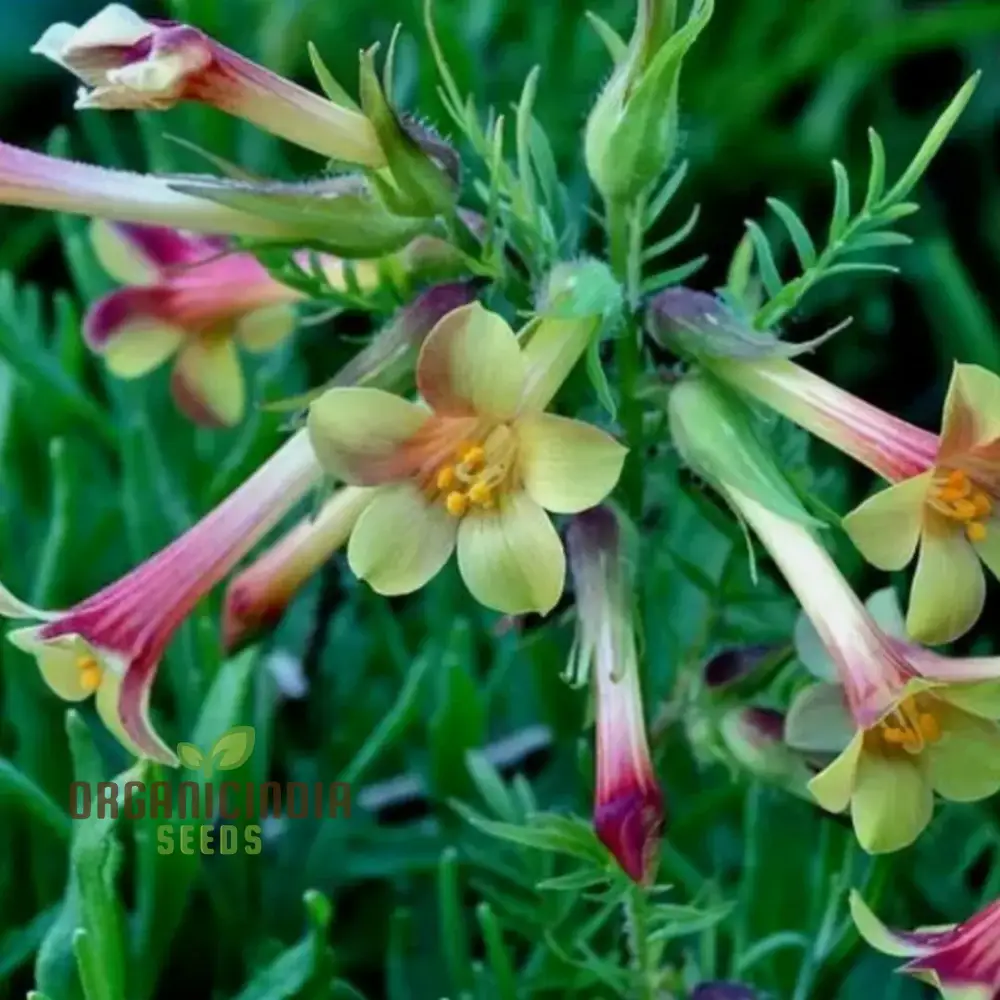 Polemonium Pauciflorum 'Sulphur Trumpets' Seeds for Planting - Image 3