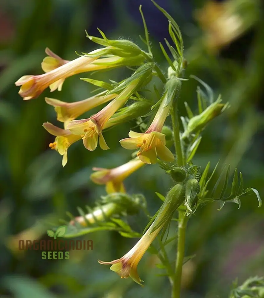 Polemonium Pauciflorum 'Sulphur Trumpets' Seeds for Planting - Image 4