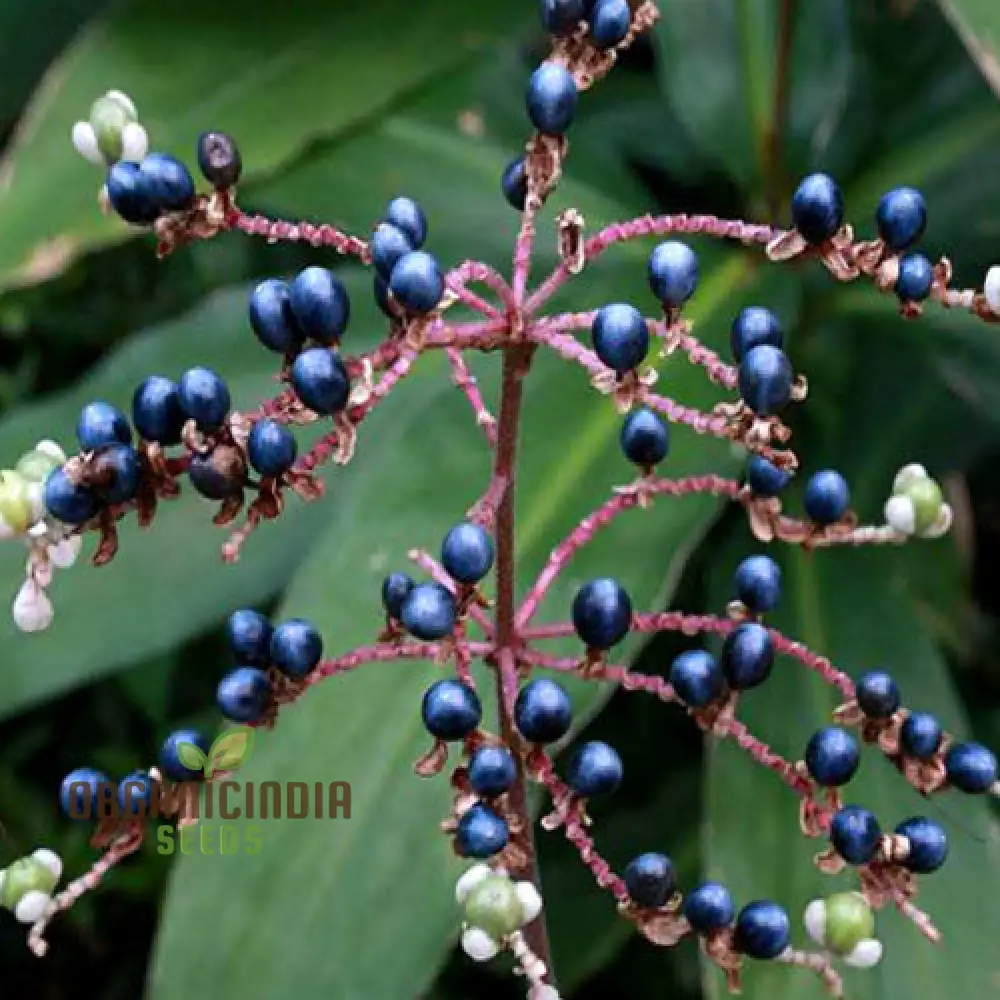 Pollia Japonica Seeds for Enchanting Gardens – Elevate Your Gardening Experience with Unique and Ornamental Plants!