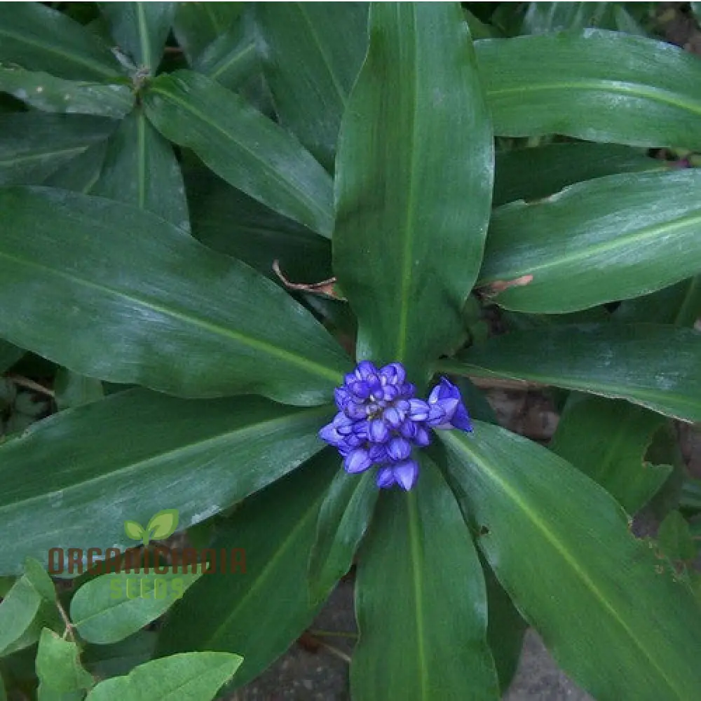 Pollia Thyriflora Seeds for Your Garden – Elevate Your Gardening Experience with Rare and Ornamental Seeds!