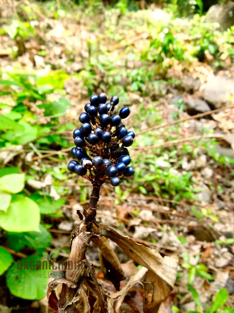 Pollia Thyriflora Seeds for Your Garden – Elevate Your Gardening Experience with Rare and Ornamental Seeds! - Image 3