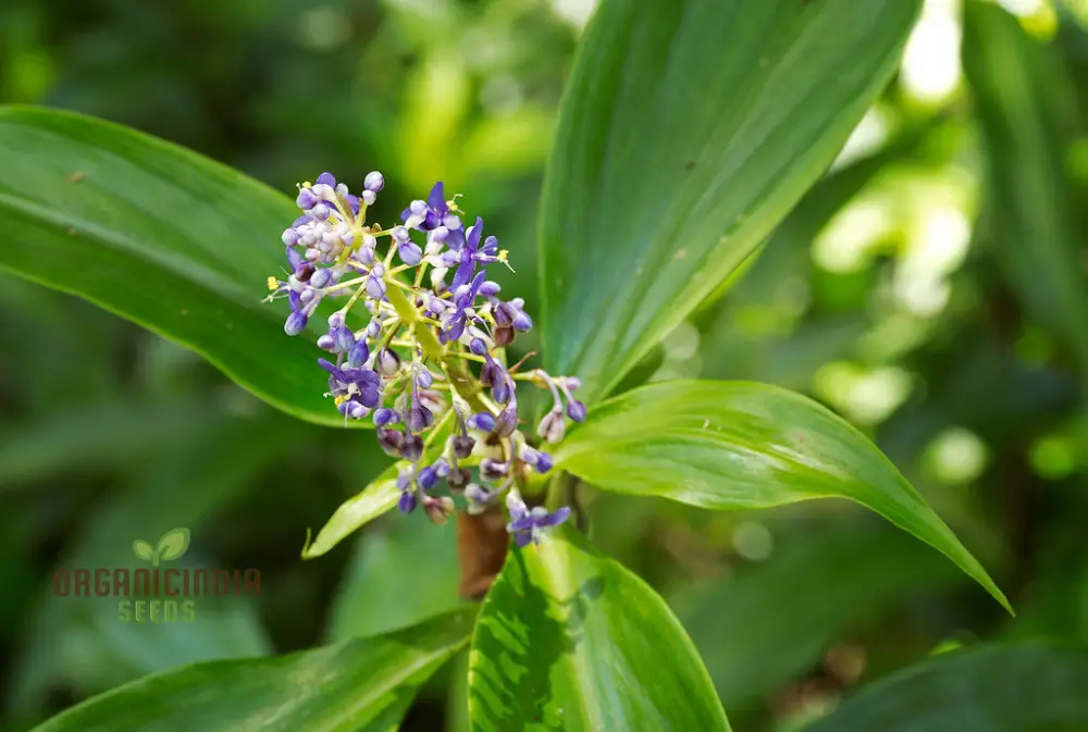Pollia Thyriflora Seeds for Your Garden – Elevate Your Gardening Experience with Rare and Ornamental Seeds! - Image 4