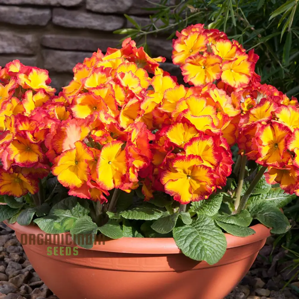 Polyanthus Showstopper Fire Dragon F1 Flower Seeds For Planting, Vibrant Red Polyanthus for a Stunning Garden Display - Image 3