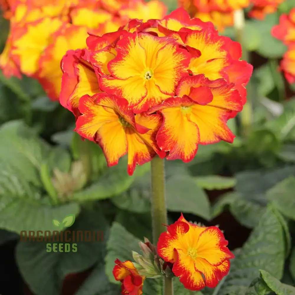 Polyanthus Showstopper Fire Dragon F1 Flower Seeds For Planting, Vibrant Red Polyanthus for a Stunning Garden Display - Image 4