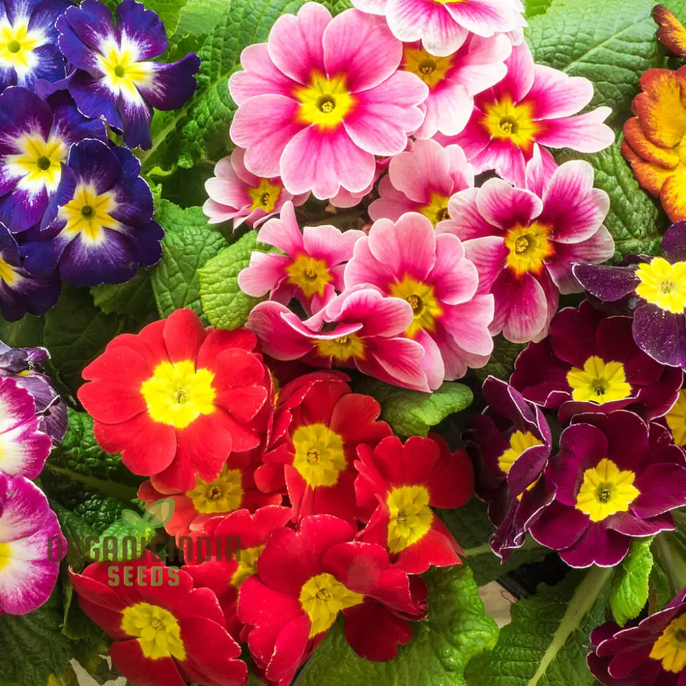 Polyanthus Stella Mixed: A Vibrant and Hardy Addition for Year-Round Color and Beauty