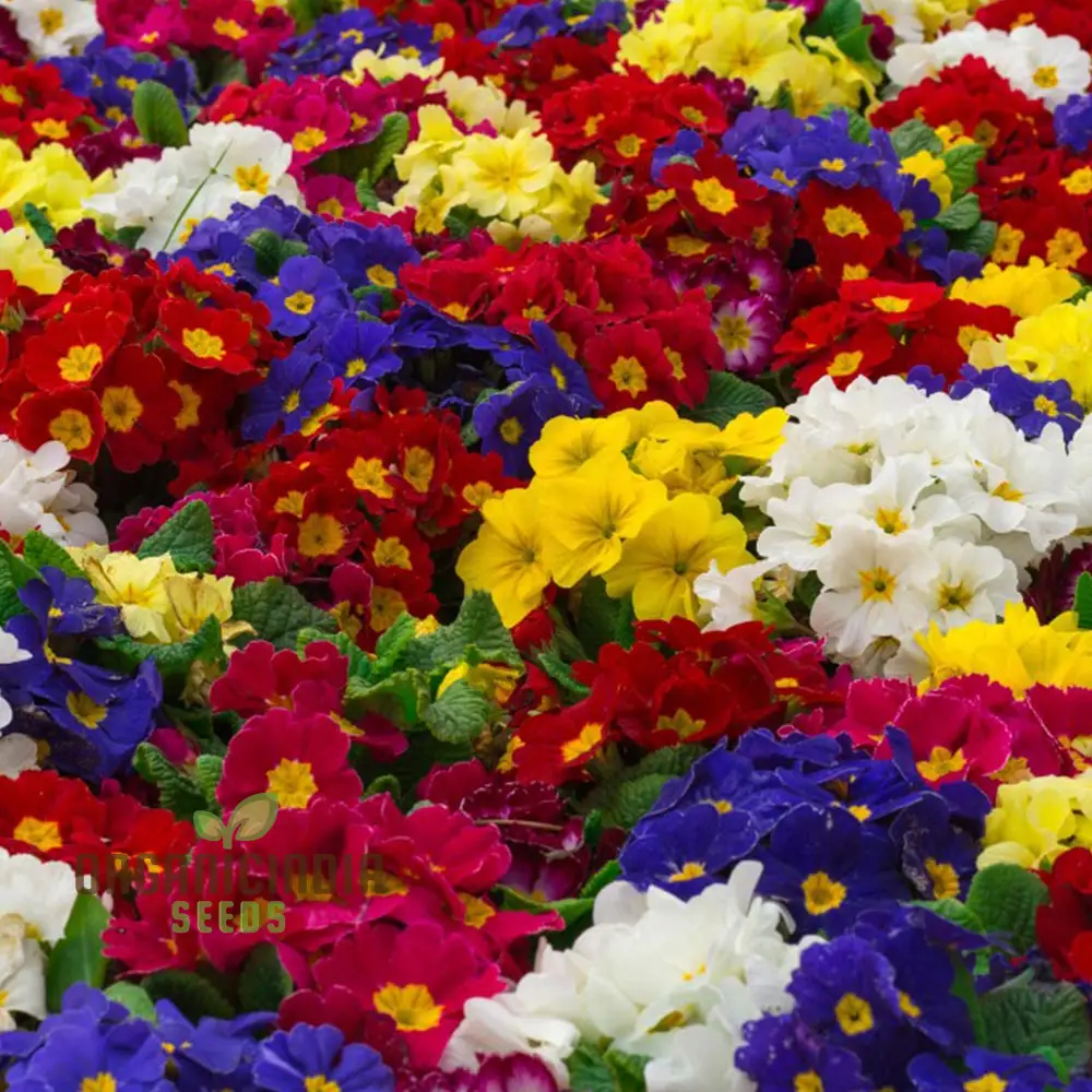 Polyanthus Stella Mixed: A Vibrant and Hardy Addition for Year-Round Color and Beauty - Image 3