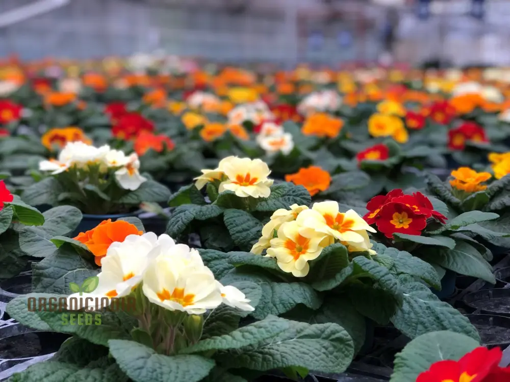 Polyanthus Stella Mixed: A Vibrant and Hardy Addition for Year-Round Color and Beauty - Image 4
