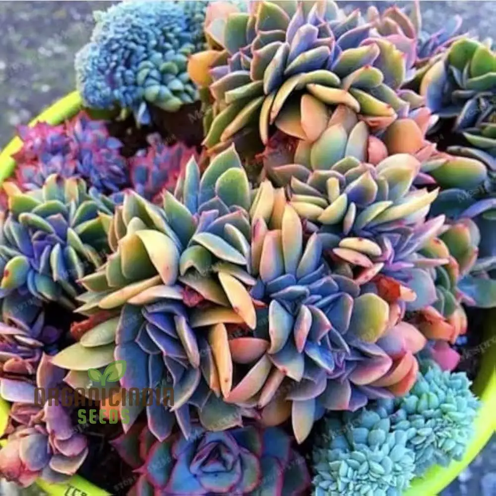 Polygon Seeds (Polygon Flower Seeds) - Exotic Fleshier Plant Variety for Stunning Gardens