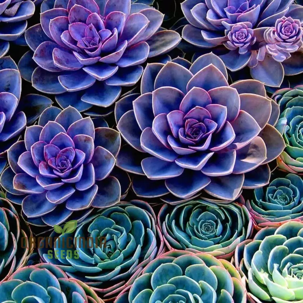 Polygon Seeds (Polygon Flower Seeds) - Exotic Fleshier Plant Variety for Stunning Gardens - Image 3