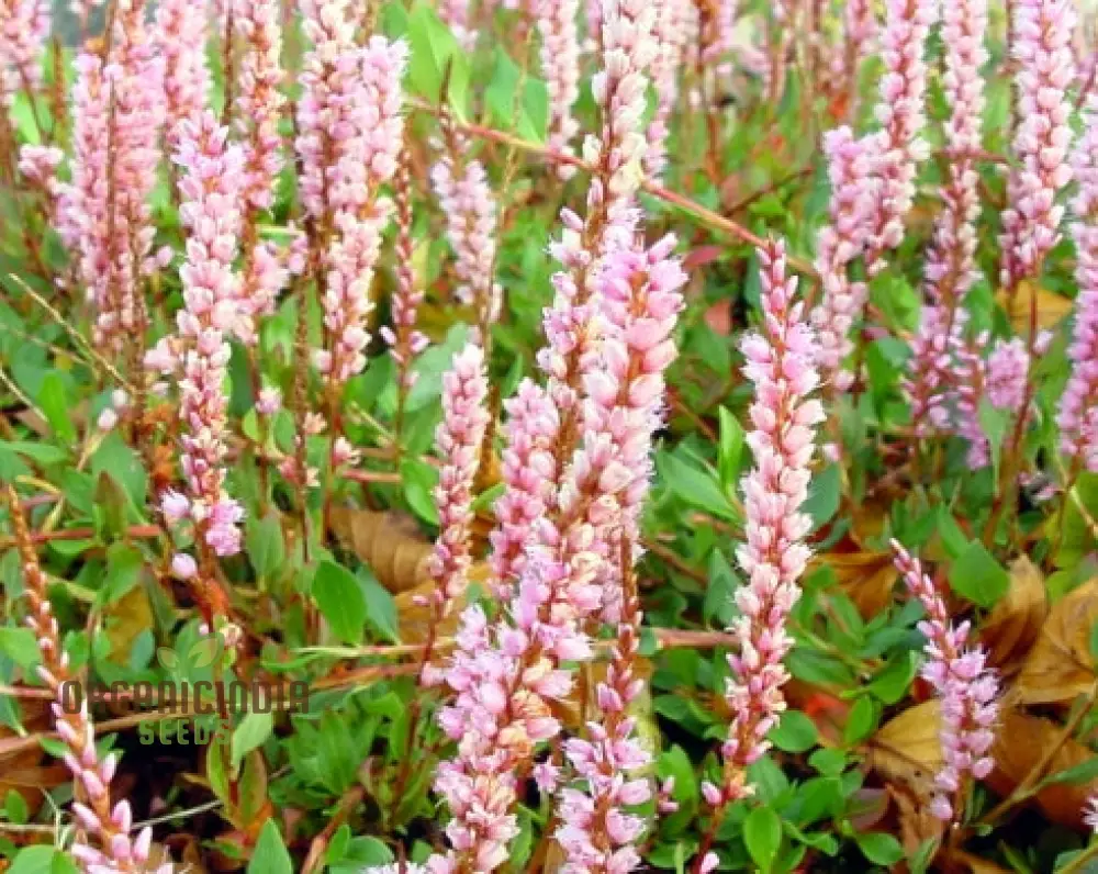 Polygonum Vaccinifolium: Premium Seeds for a Beautiful Addition to Your Garden and Landscape! - Image 3