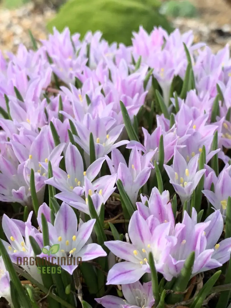 Polyxena Longituba Seeds for Planting Enhance Your Gardening Experience with Exquisite Blooms