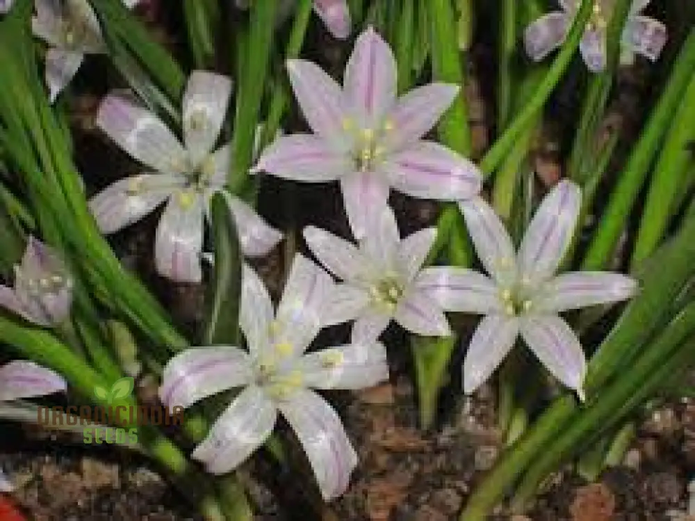 Polyxena Longituba Seeds for Planting Enhance Your Gardening Experience with Exquisite Blooms - Image 3