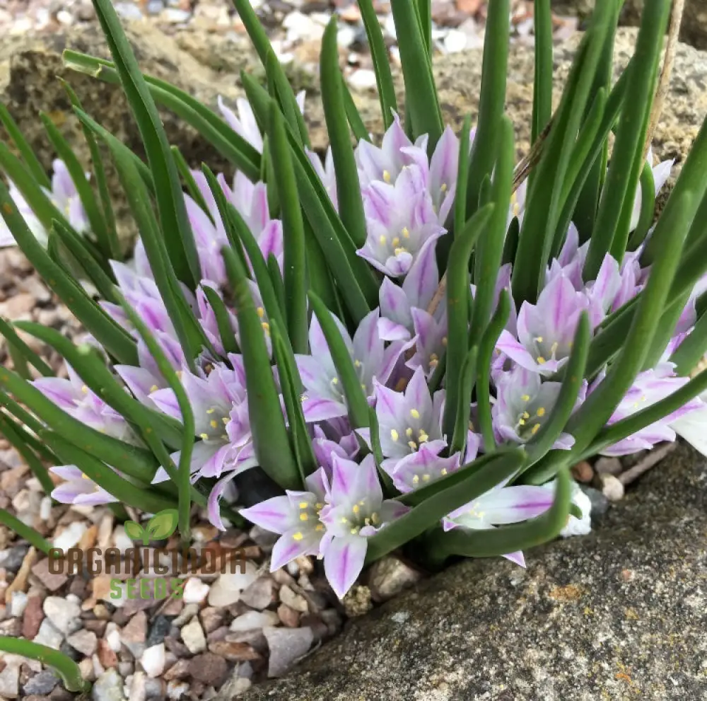 Polyxena Longituba Seeds for Planting Enhance Your Gardening Experience with Exquisite Blooms - Image 4
