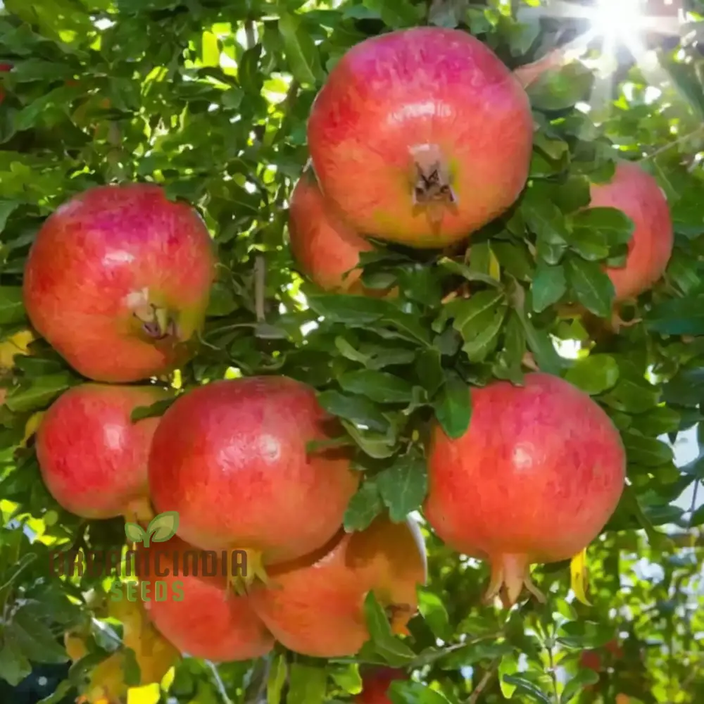 Pomegranate Fruit Planting Seeds, Premium Quality, Hardy Variety, Ideal for Home Orchards and Gardens