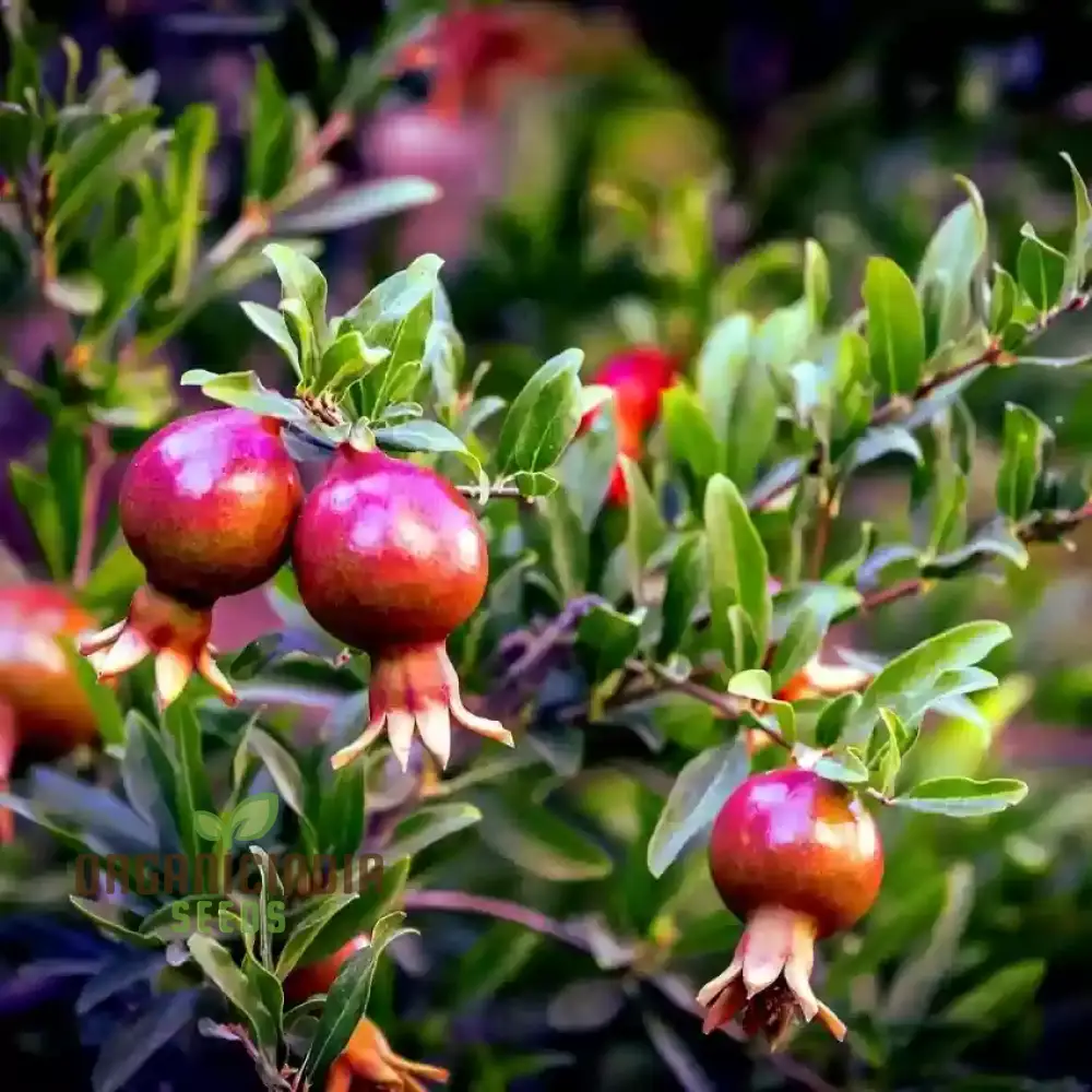 Pomegranate Seeds - Dwarf Variety for Planting and Gardening