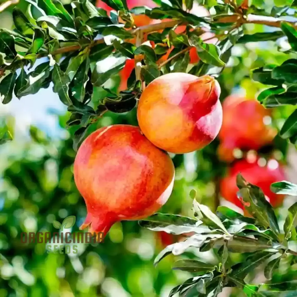 Pomegranate Seeds - Dwarf Variety for Planting and Gardening - Image 3