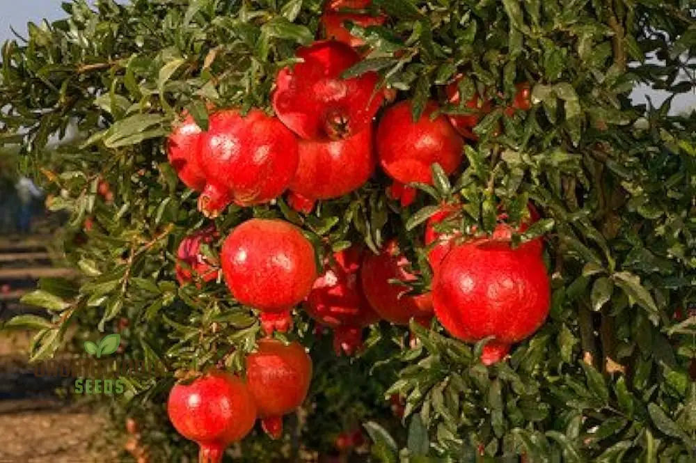 Pomegranate Seeds - Dwarf Variety for Planting and Gardening - Image 4