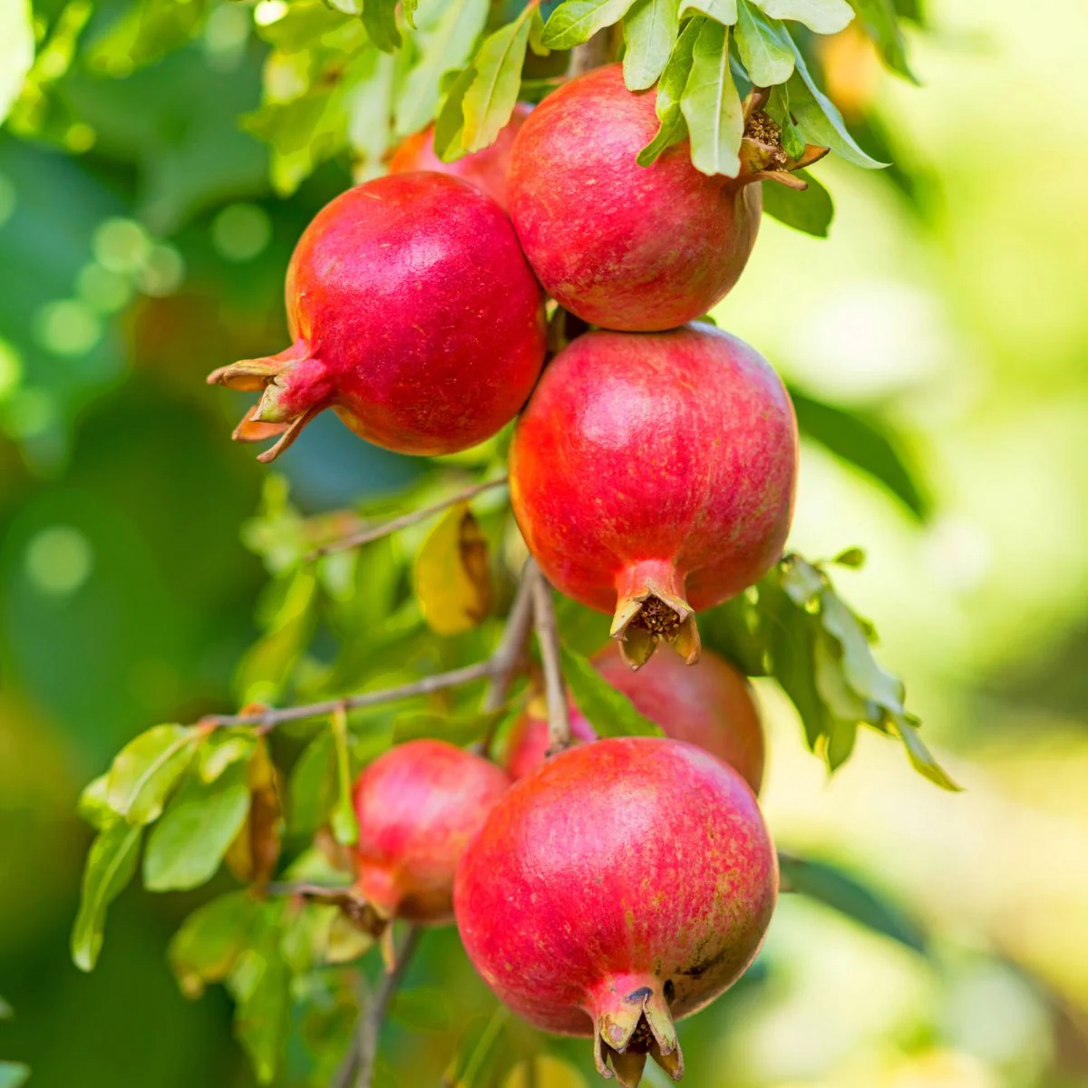 Pomegranate Tree Seeds - Image 3