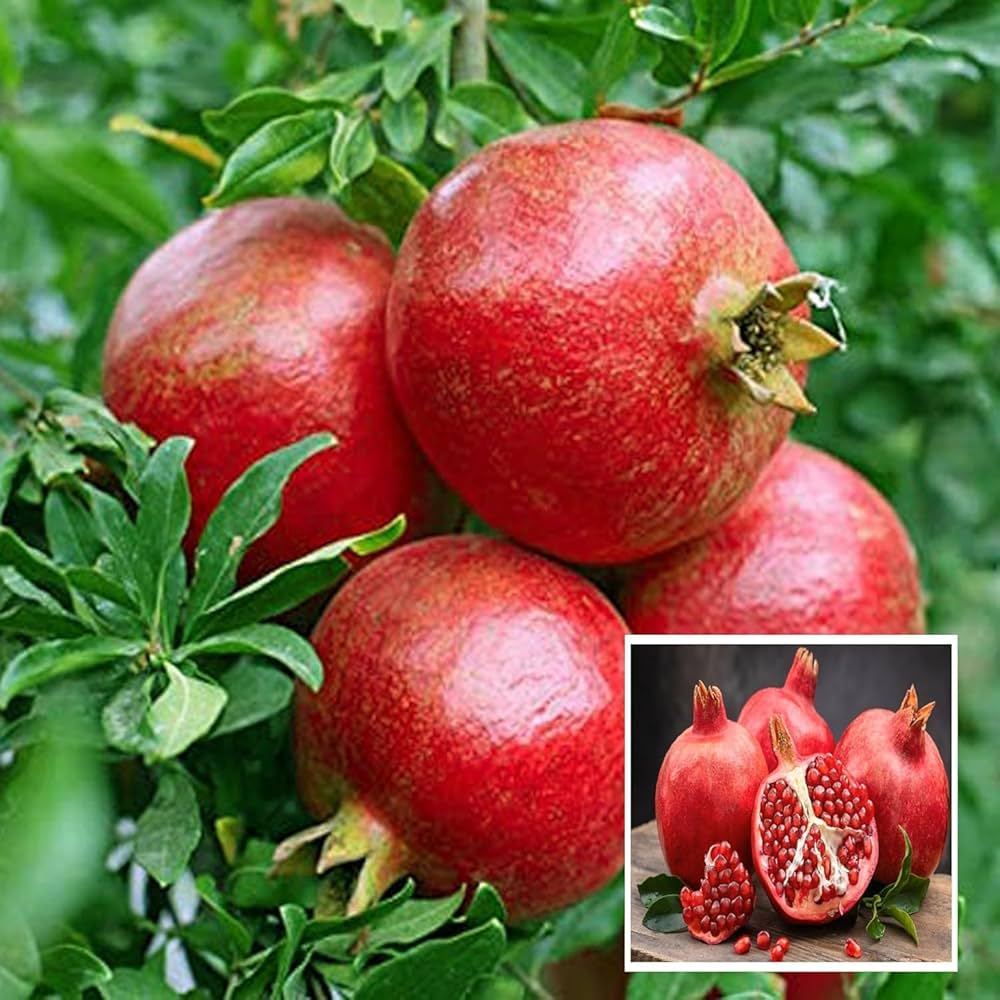 Pomegranate Tree Seeds - Image 4