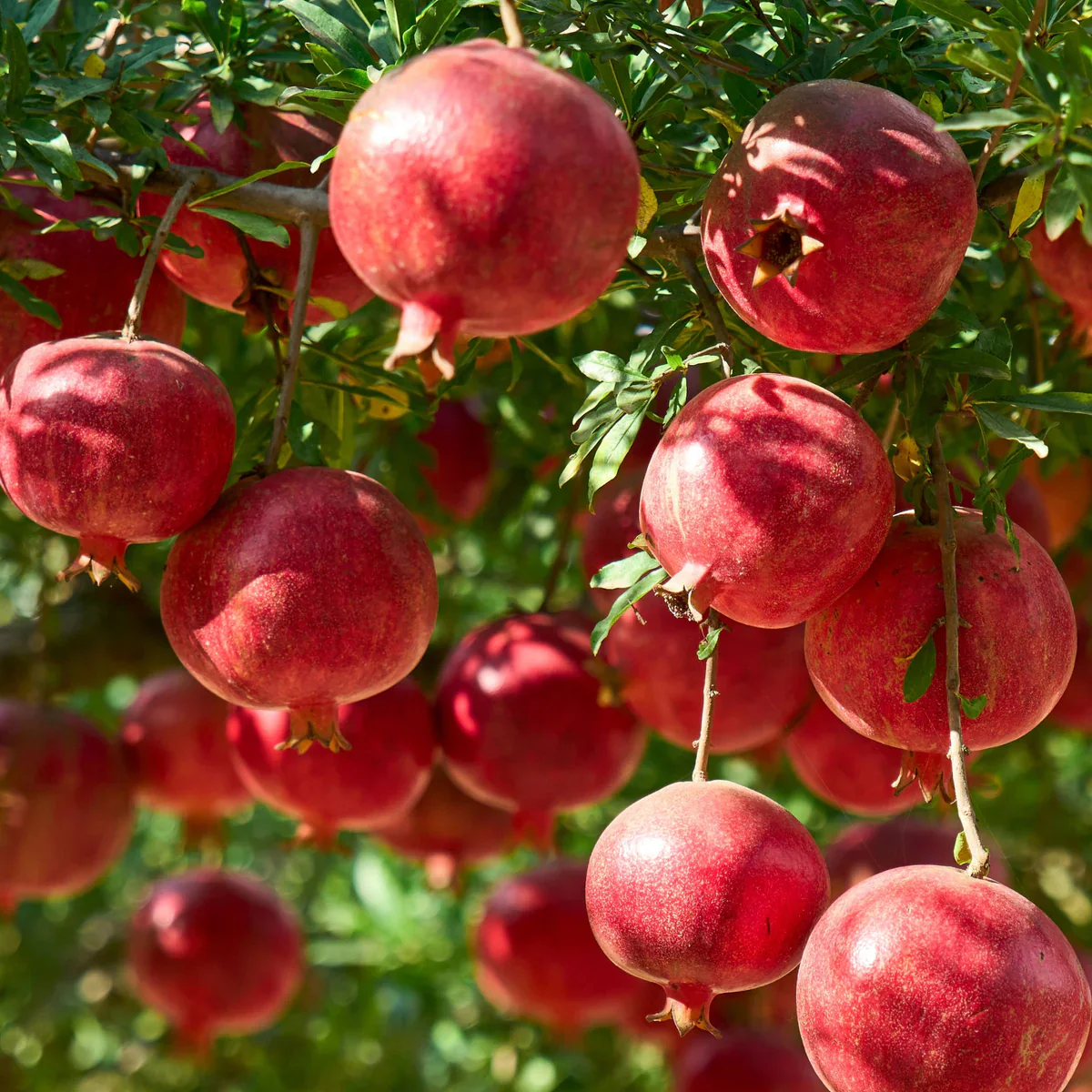 Pomegranate Tree Seeds - Image 5