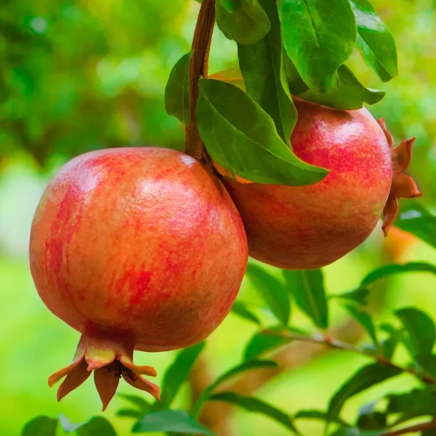 Pomegranate Tree Seeds - Image 6