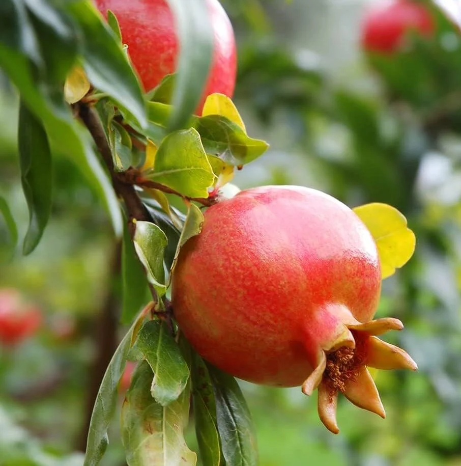Pomegranate Tree Seeds - Image 7
