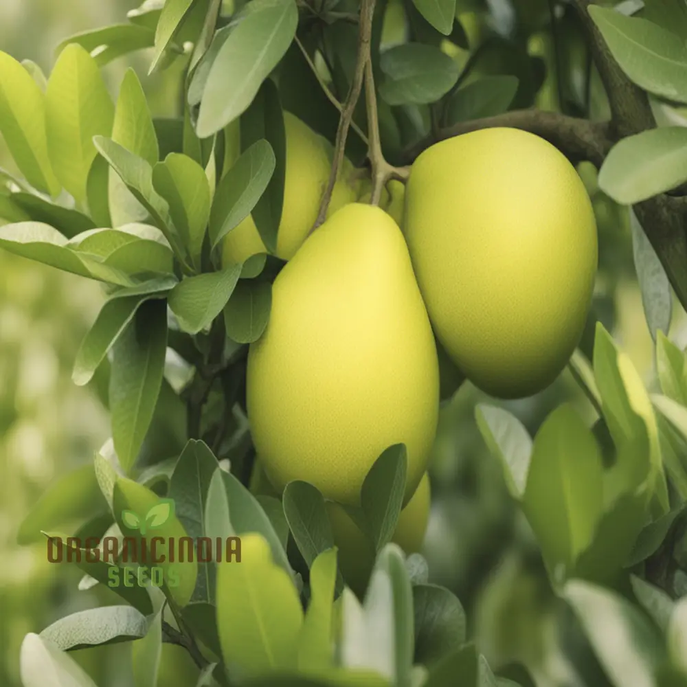 Pomelo fruit Tree Seeds, Grow Your Own Exotic Citrus, Easy-to-Grow Varieties for a Lush Fruitful Garden - Image 3