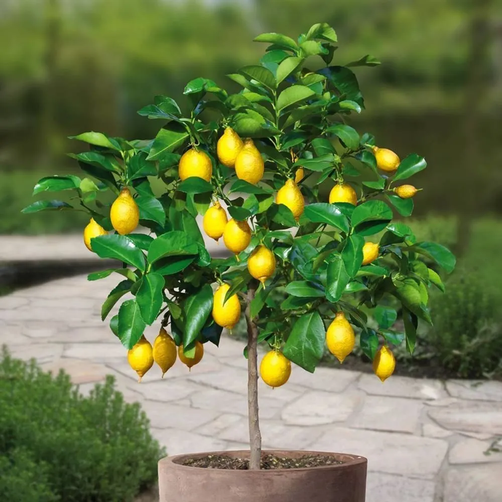 Ponderosa Lemon Seeds for Planting – Grow Large Juicy Citrus at Home - Image 2