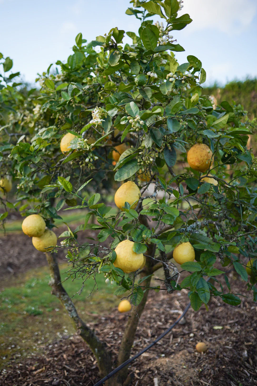 Ponderosa Lemon Seeds for Planting – Grow Large Juicy Citrus at Home - Image 3