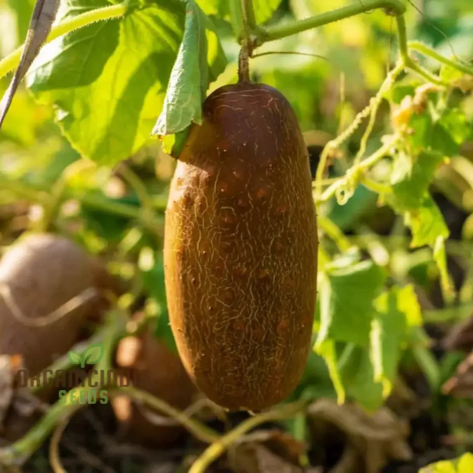 Poona Kheera Cucumber Seeds - Grow Crisp and Flavorful Poona Kheera Cucumbers in Your Garden