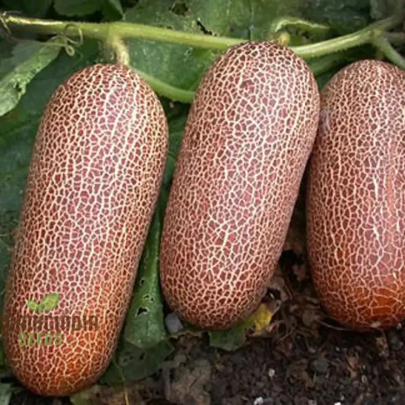 Poona Kheera Cucumber Seeds - Grow Crisp and Flavorful Poona Kheera Cucumbers in Your Garden - Image 3