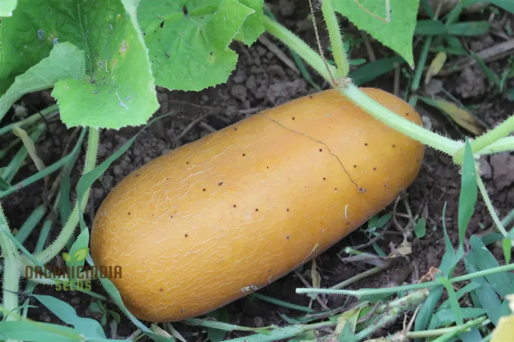 Poona Kheera Cucumber Seeds - Grow Crisp and Flavorful Poona Kheera Cucumbers in Your Garden - Image 4
